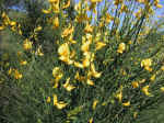 F142 (243386 byte) - Ginestra