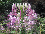 F148 (215143 byte) - Cleome spinosa