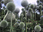 F149 (209106 byte) - Echinops