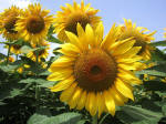 F150 (144475 byte) - Sun flower