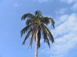 F151 (76615 byte) - Palm