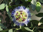 F152 (180924 byte) - Passionflower