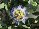 F152 (180924 byte) - Passiflora