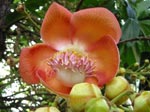 F153 (153175 byte) - Cannonball Tree (Couroupita Guaianensis)