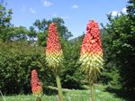 F154 (315767 byte) - Kniphofia