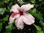 F155 (237533 byte) - Hibiscus rosa sinensis