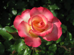 F156 (155560 byte) - Rosa