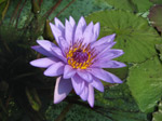F158 (174945 byte) - Water-lily