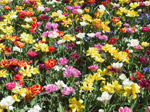 F159 (492187 byte) - Flowers with different colours