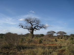 F163 (215067 byte) - Baobab