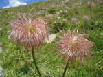 F166 (275717 byte) - Fiori di montagna