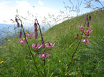 F167 (338378 byte) - Fiori di montagna