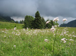 F168 (327365 byte) - Fiori di montagna