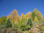 F169 (327559 byte) - Autunno in Val Viola/SO