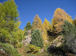 F170 (380189 byte) - Autunno in Val Viola/SO