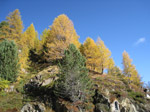 F171 (343005 byte) - Autunno in Val Viola/SO