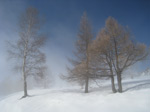 F172 (183656 byte) - Alberi tra le nebbia