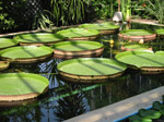 F177 (312663 byte) - Water Lilies