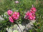 F178 (408291 byte) - Rhododendron