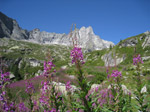 F179 (342494 byte) - Camenerio (epilobium)