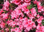 F019 (122775 byte) - Azalea