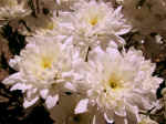 F023 (85284 byte) - Chrysanthemum