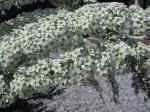 F024 (144124 byte) - Espirea