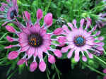 F028 (108927 byte) - Osteospermum