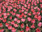 F030 (181742 byte) - Tulips