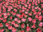 F030 (181742 byte) - Tulipani