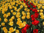 F031 (132973 byte) - Tulips