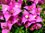 F033 (115867 byte) - Bougainvillea