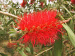 F034 (112498 byte) - Callistemon