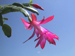 F036 (51749 byte) - Thanksgiving Cactus (Schlumbergera truncata)