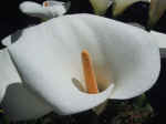 F038 (46835 byte) - Calla