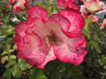 F045 (85800 byte) - Rosa selvatica