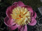 F046 (74224 byte) - Peonia
