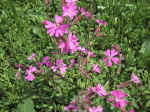 F052 (142646 byte) - Silene