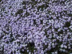 F054 (193139 byte) - Phlox subulata