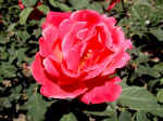 F063 (88377 byte) - Rosa