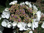F069 (135024 byte) - Hortensia