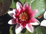 F070 (89135 byte) - Water-lily