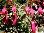 F071 (143506 byte) - Fucsia