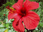 F072 (109349 byte) - Hibiscus rosa sinensis