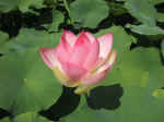 F075 (87236 byte) - Fior di loto