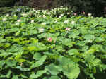 F077 (210951 byte) - Stagno di fior di loto