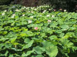 F077 (210951 byte) - Pond with lotuses