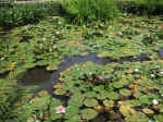 F078 (261463 byte) - Pond with water-lilies