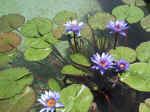 F080 (147398 byte) - Water-lilies