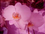 F081 (84325 byte) - Orquídea